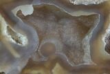 Agatized Fossil Coral With Druzy Quartz - Florida #97922-1